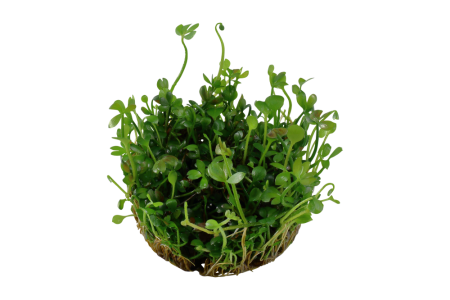 Preview: Marsilea hirsuta 1-2-Grow! In Vitro von Tropica